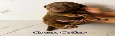 Dobermann 2