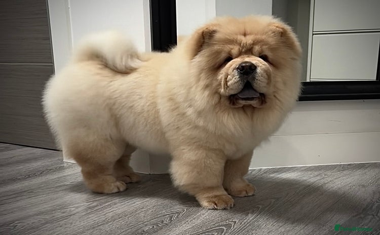 Chow Chow dogs - Advert 1