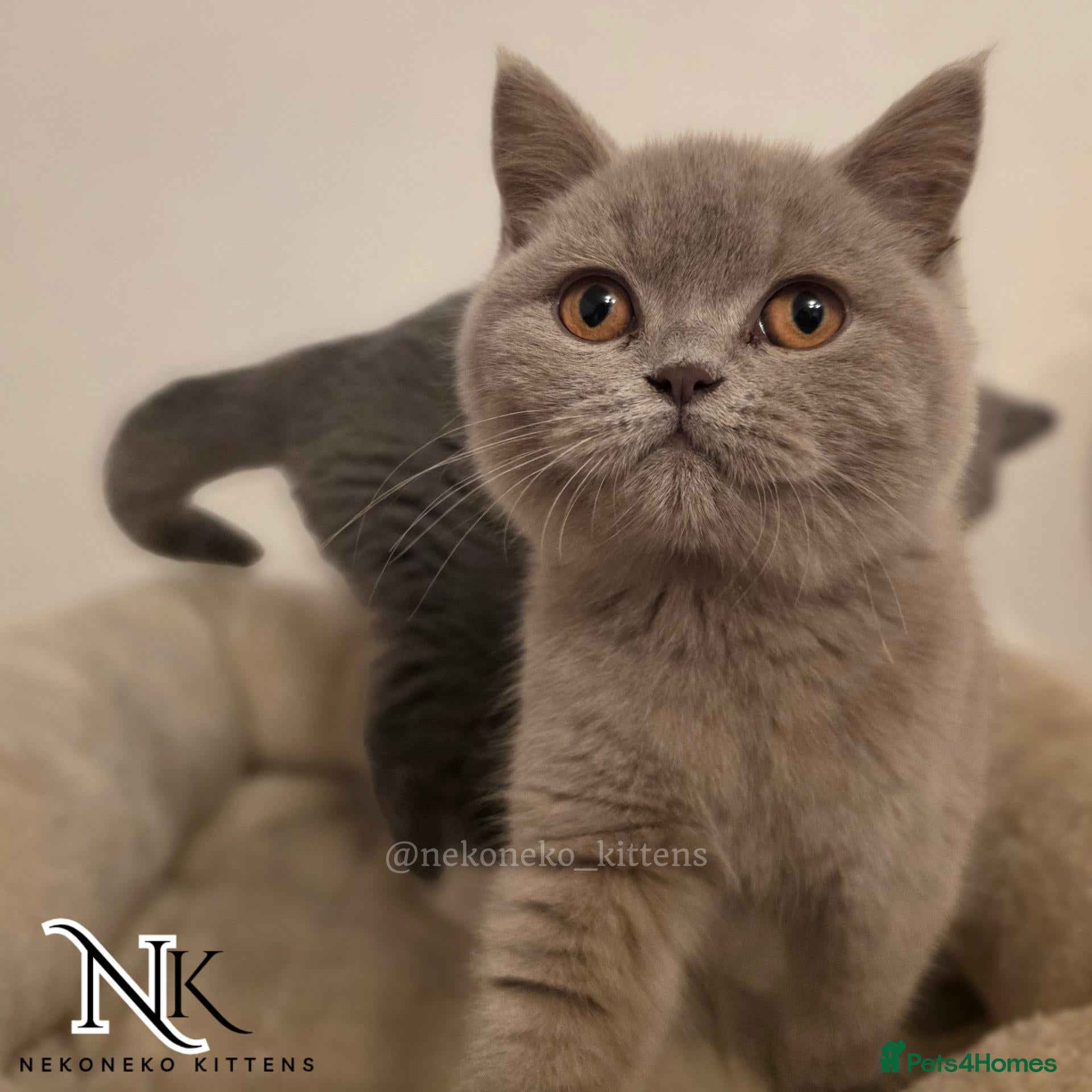 British Shorthair cats 3 LEFT - GCCF REG BSH KITTENS - Advert 1