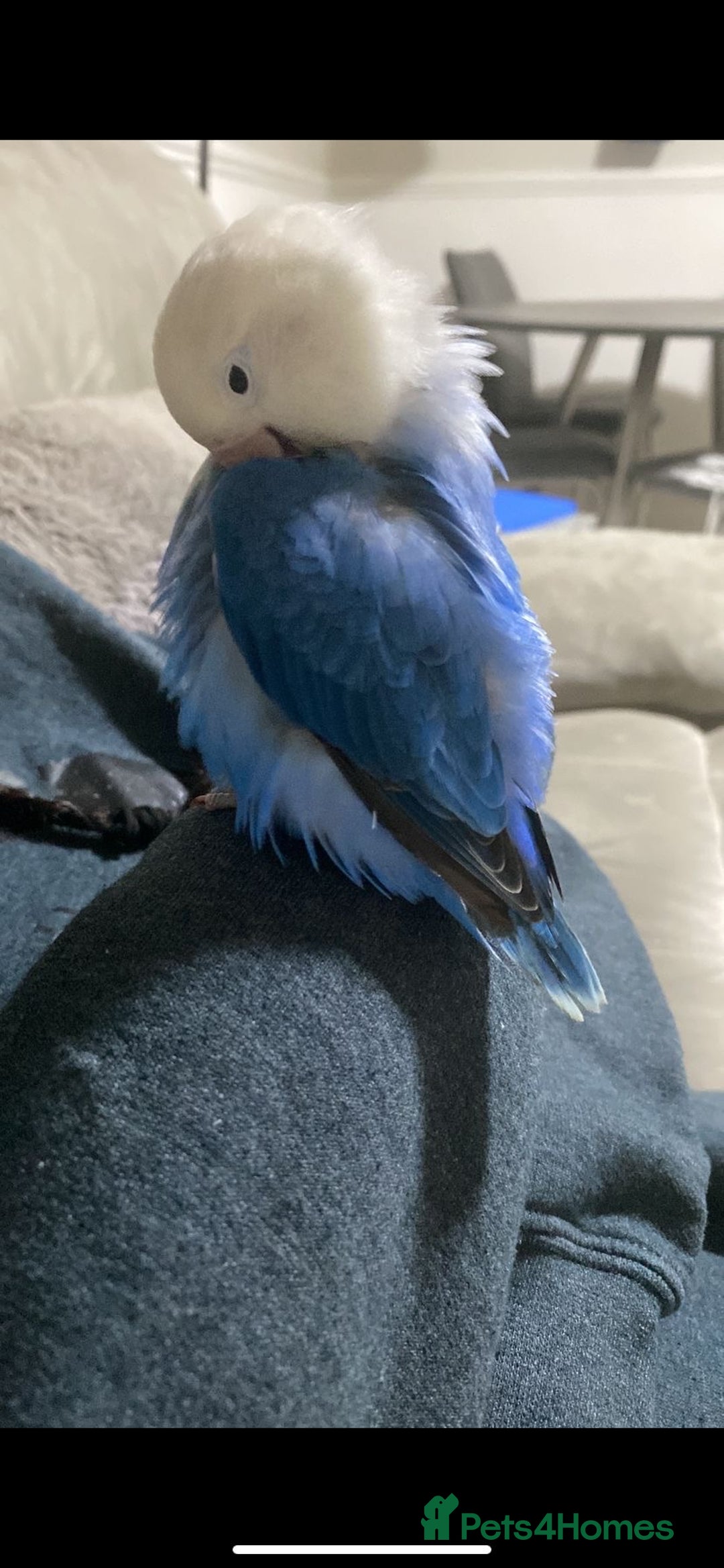 Lovebirds birds for sale: Fischer Opaline Lovebird  - Advert 1