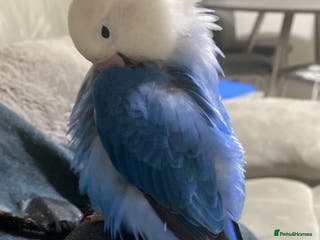 Lovebirds birds Fischer Opaline Lovebird - Advert 18