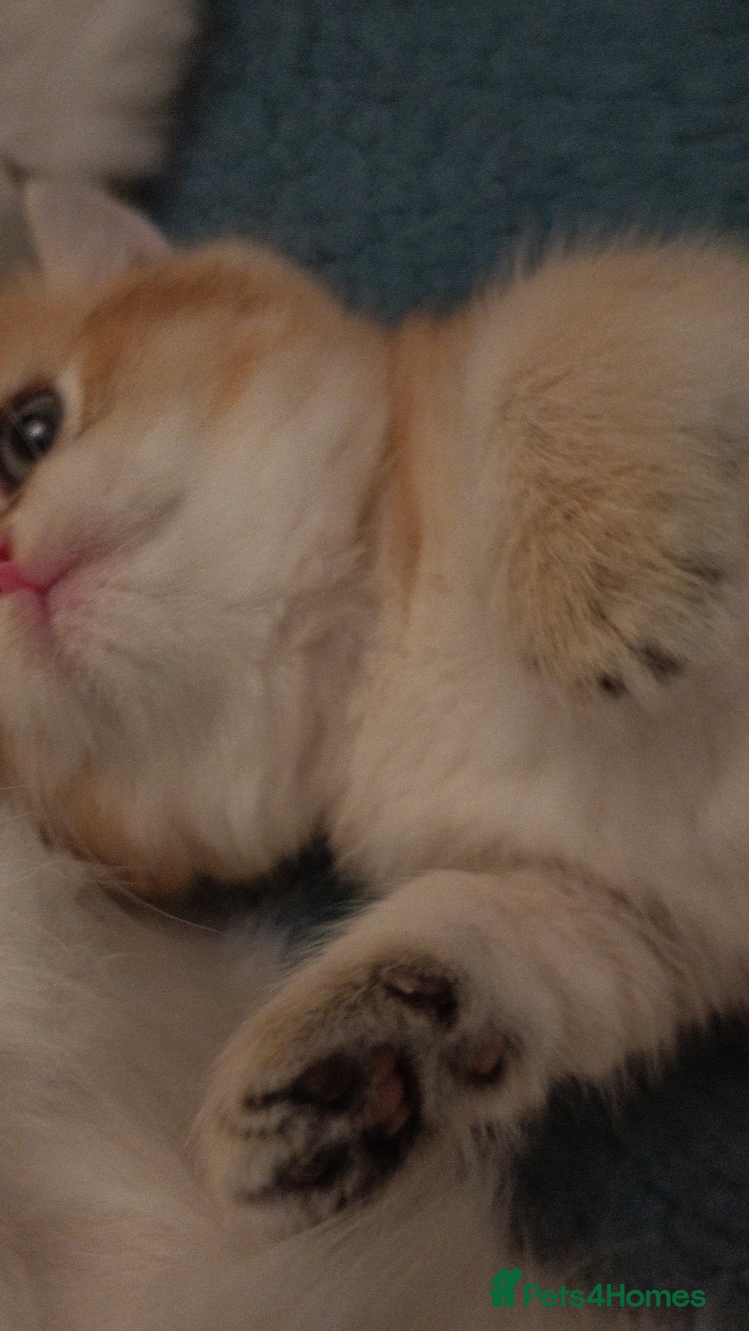 British Shorthair cats for sale: Stunning cute BSH golden black kitten female - Image 4