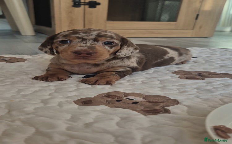 Miniature Dachshund dogs - Advert 1