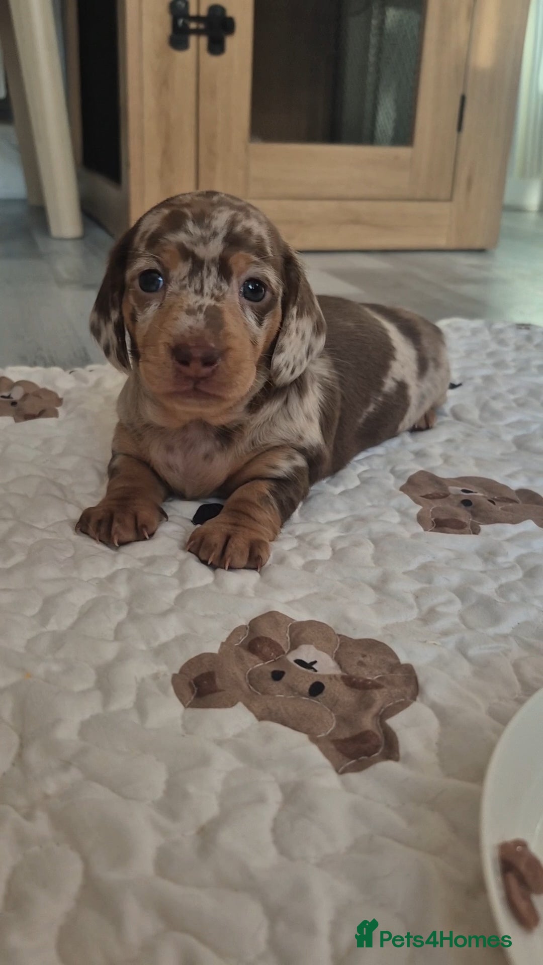 Miniature Dachshund dogs for sale: 3 Pedigree Miniature Dachshund from loving home - Image 1