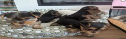 Yorkshire Terrier dogs for sale: Adorable Mini Toy Yorkshire Terrier Puppies - Advert 12