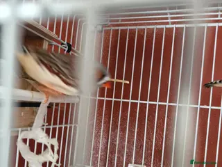 Finches birds Proven breeding pair of exibition finches - Advert 4