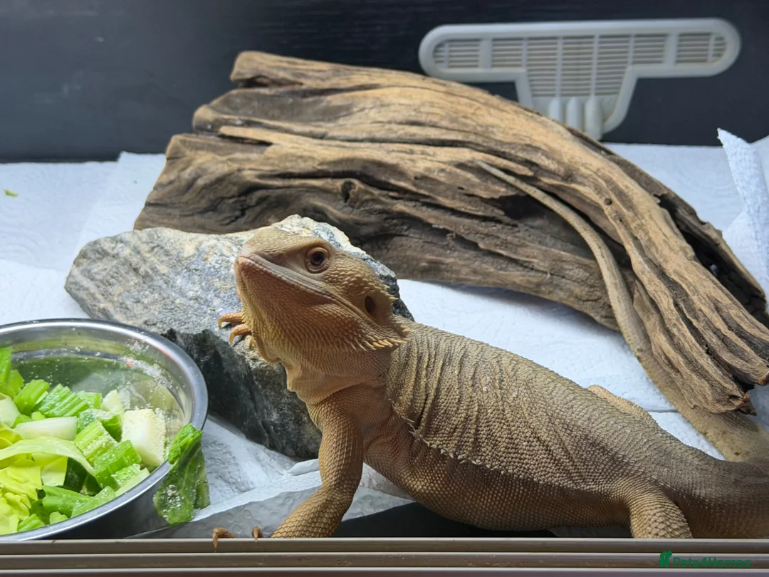 Bearded Dragon reptiles for sale: Female wits bearded dragon - Advert 4