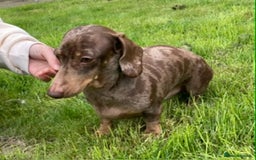 Miniature Dachshund dogs for sale: Beautiful dachshund Merle puppies male & female - Image 10