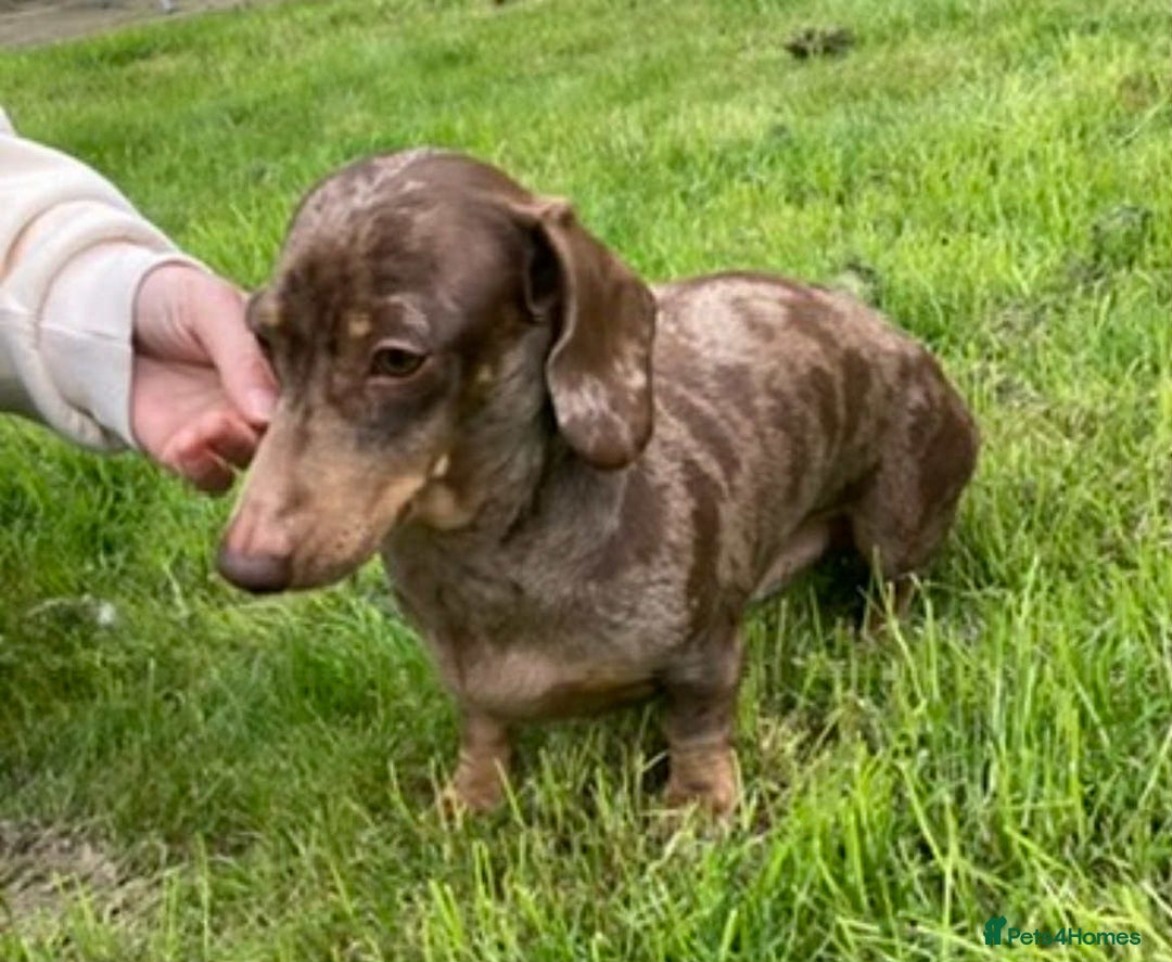 Miniature Dachshund dogs for sale: Beautiful dachshund Merle puppies male & female - Image 10