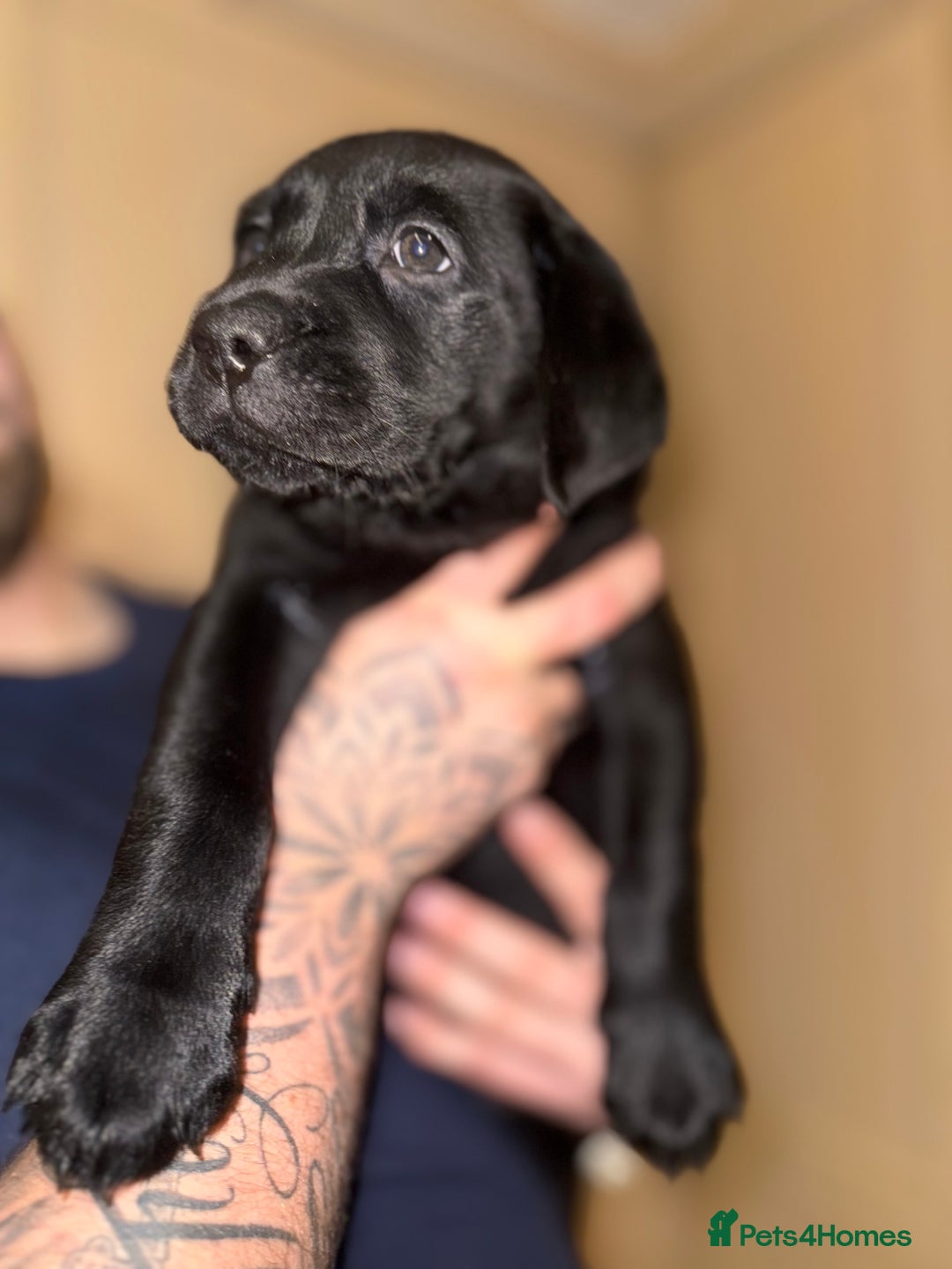 Labrador Retriever dogs for sale: (REDUCED) KC registered Labradors  - Advert 35