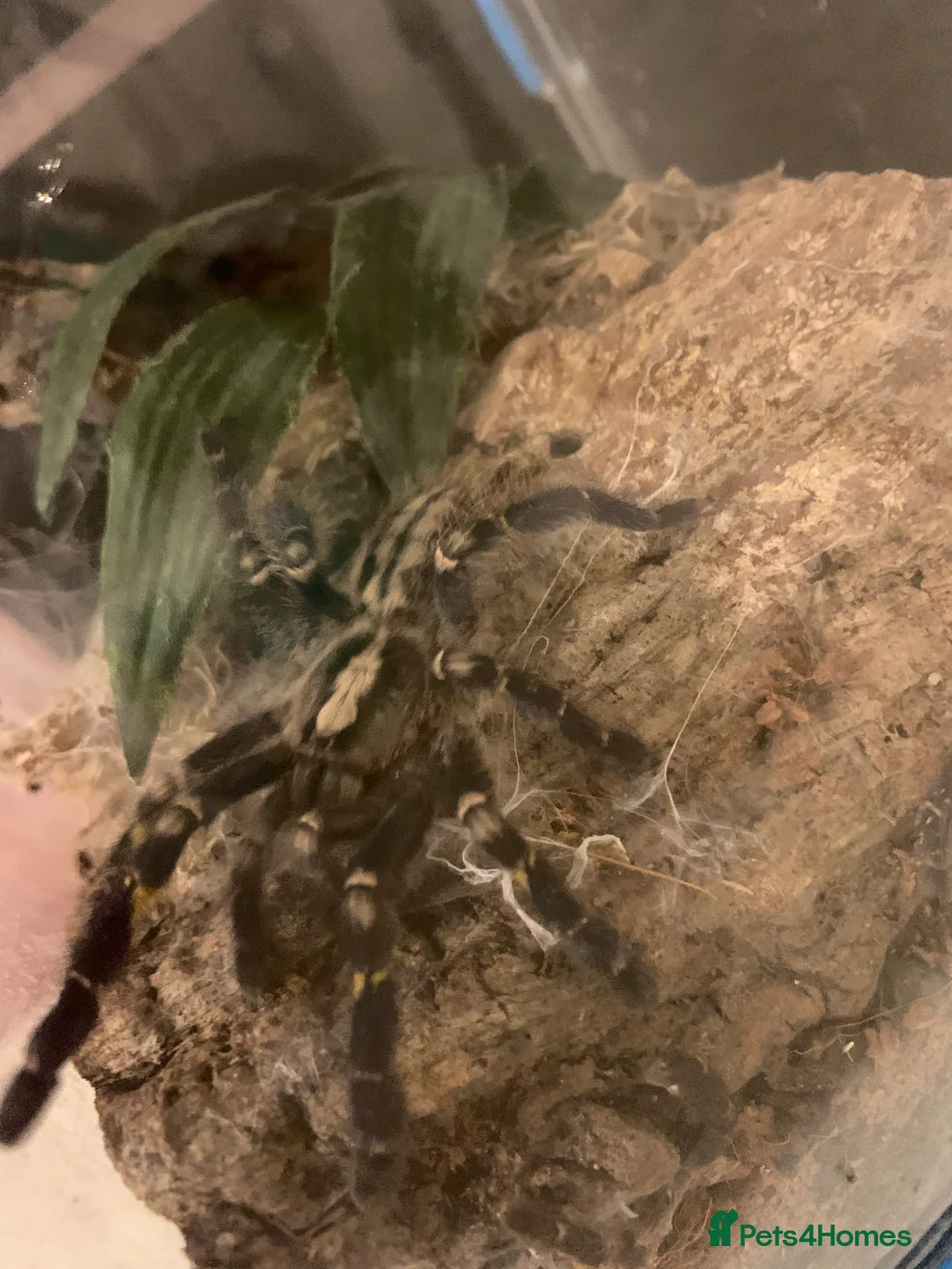 Spiders invertebrates for sale: Lampropelma violaceopes (Singapore Blue) - Advert 2