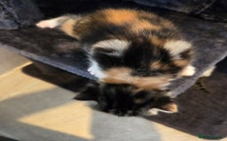 Mixed Breed cats for sale: Mixed colour tabby kittens - Image 25