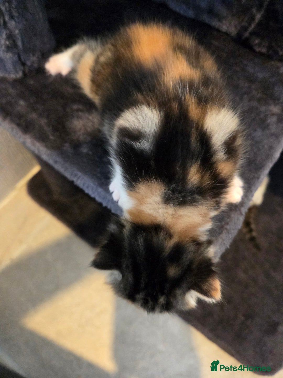 Mixed Breed cats for sale: Mixed colour tabby kittens - Image 25