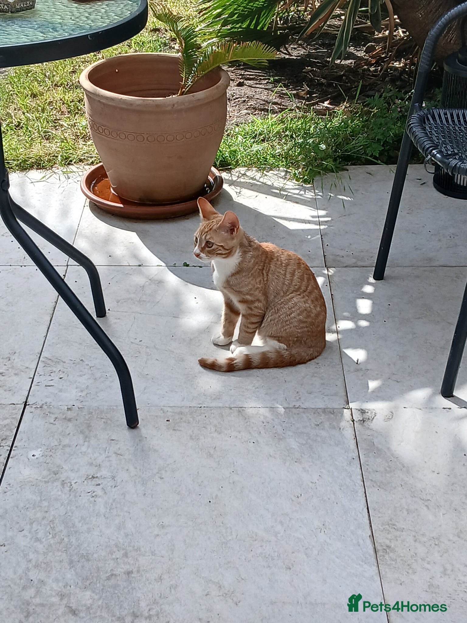 Mixed Breed cats Male kitten - Advert 1