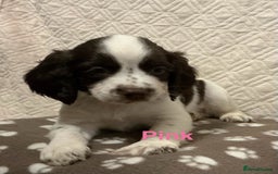 English Springer Spaniel dogs for sale: Outstanding Working Springer Spaniel Puppies  - Image 6