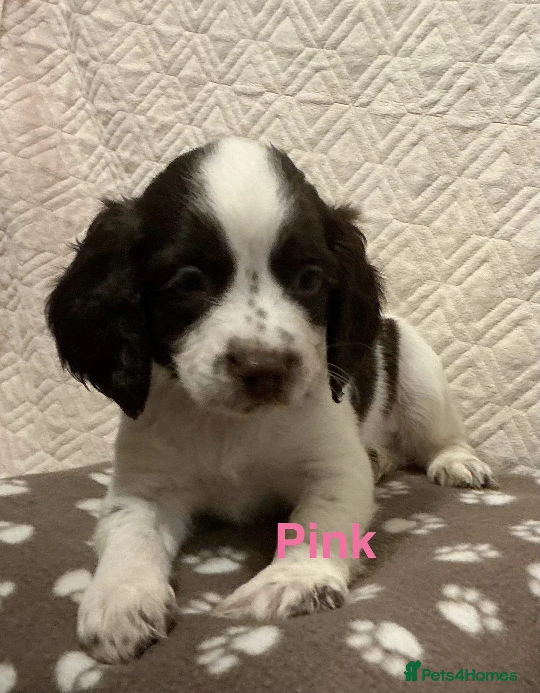English Springer Spaniel dogs for sale: Outstanding Working Springer Spaniel Puppies  - Advert 6