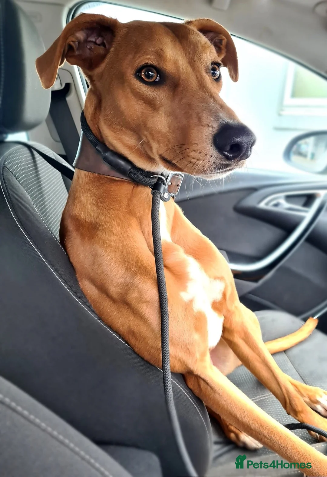 Lurcher dogs for sale: 4 YEAR OLD LURCHER For rehoming!! - Advert 2