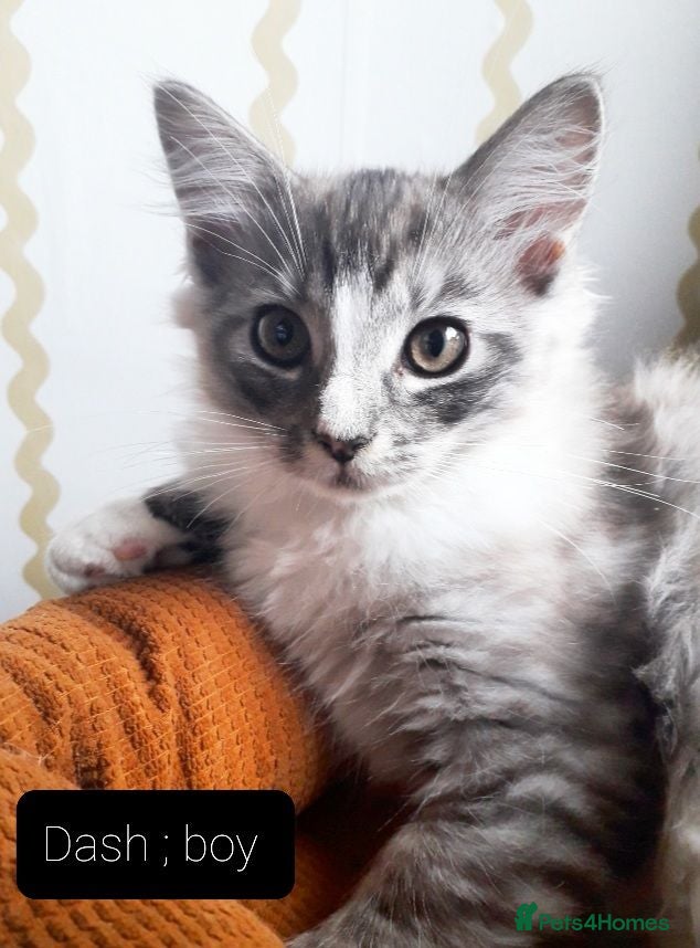 Ragcoon cats Maincoon × Ragdoll (Ragcoon)  chunky boys  - Advert 1