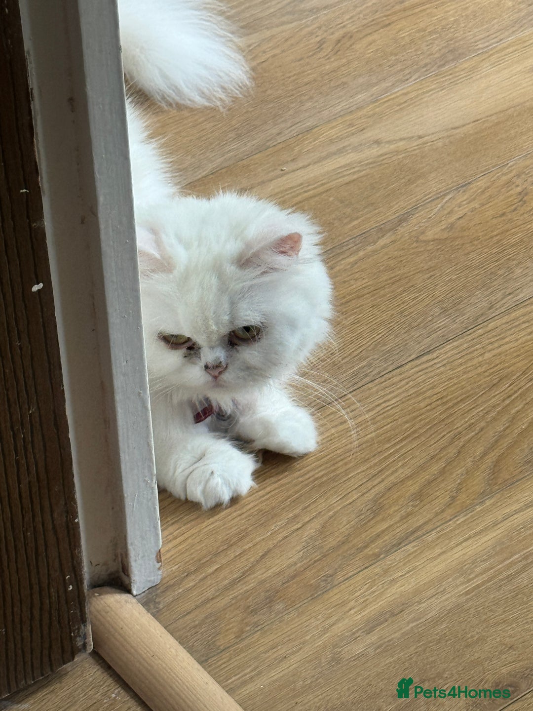 Persian cats for sale: Lovely Persian cats  - Image 8
