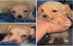 Chiweenie dogs for sale: Gorgeous Mini Dachshund X Puppies🐾 - Advert 4