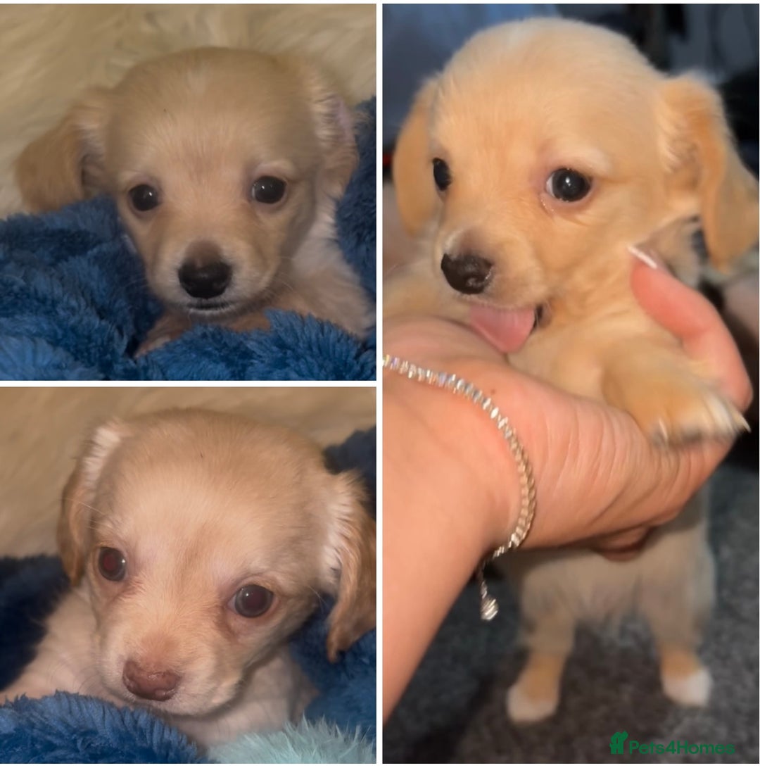 Chiweenie dogs for sale: Gorgeous Mini Dachshund X Puppies🐾 - Advert 4