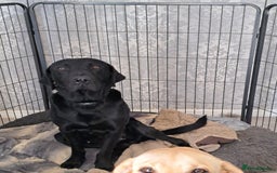 Labrador Retriever dogs for sale: Black Labrador  - Image 2