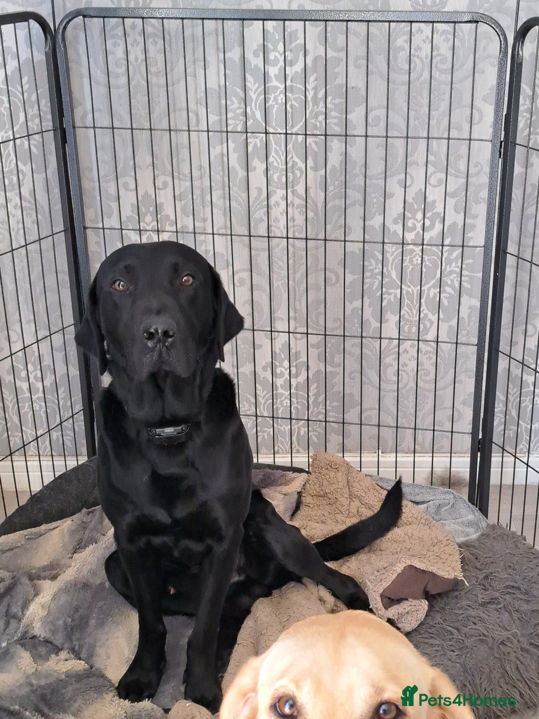 Labrador Retriever dogs for sale: Black Labrador  - Image 2