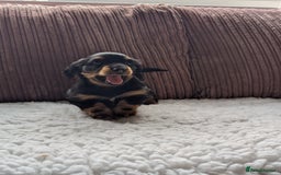 Miniature Dachshund dogs for sale: Male Miniature Dachshund Puppy  - Image 5