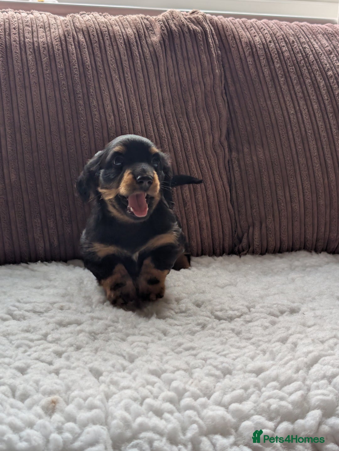 Miniature Dachshund dogs for sale: Male Miniature Dachshund Puppy  - Image 5