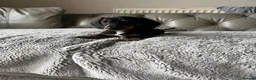 Dachshund dogs for sale: Dachshund puppies  - Advert 8