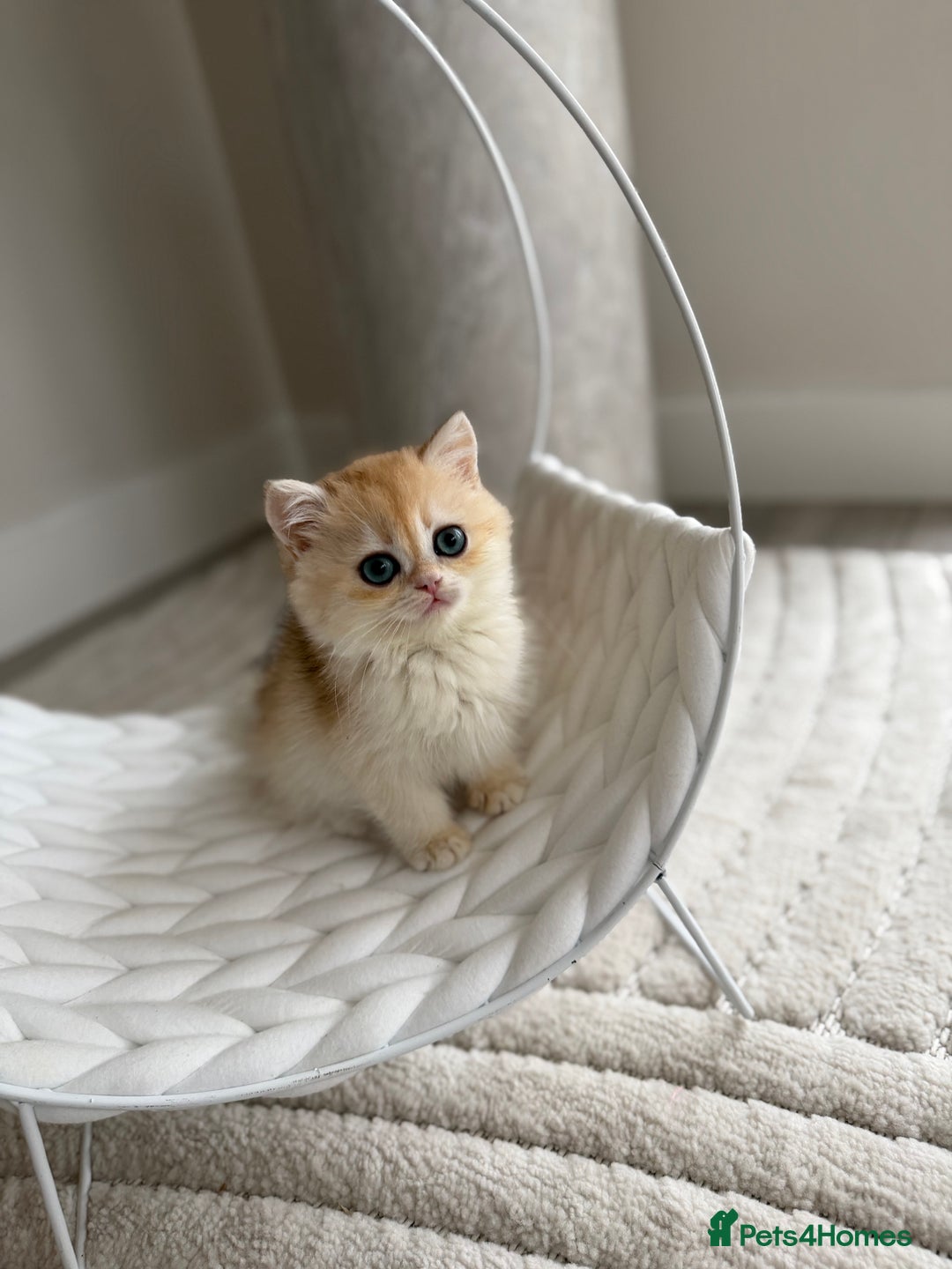 British Shorthair cats for sale: Golden British shorthair kittens  - Advert 7