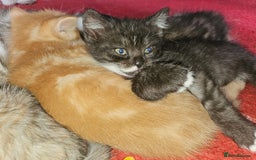 Mixed Breed cats for sale: Quarter persian fluffy kittens for sale - Image 9