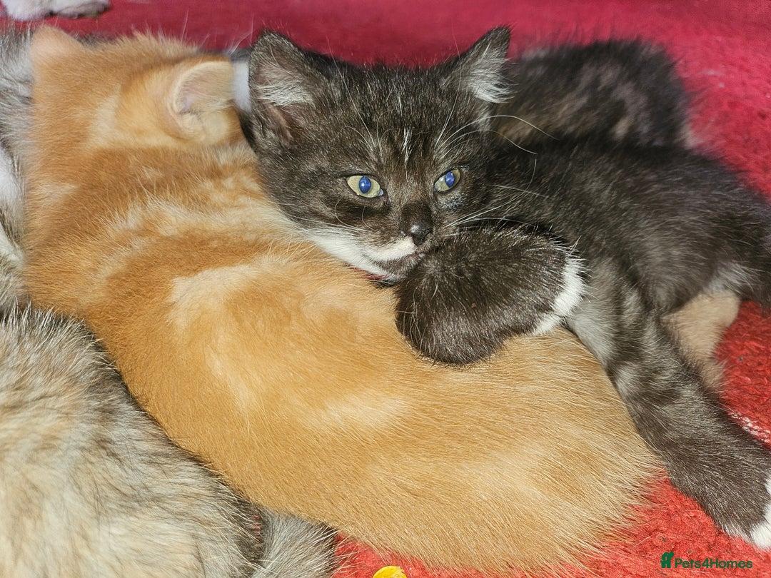 Mixed Breed cats for sale: Quarter persian fluffy kittens for sale - Image 9