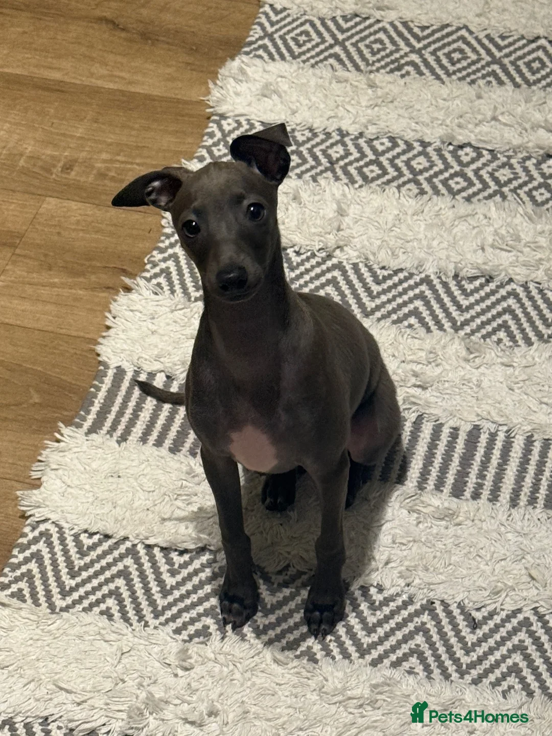 Italian Greyhound dogs for sale: Beautiful Italian greyhound baby boy  in Stoke-on-Trent - Advert 4
