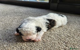 Shihpoo dogs for sale: Shihpoo puppies in Devon ... we've arrived!  - Image 22