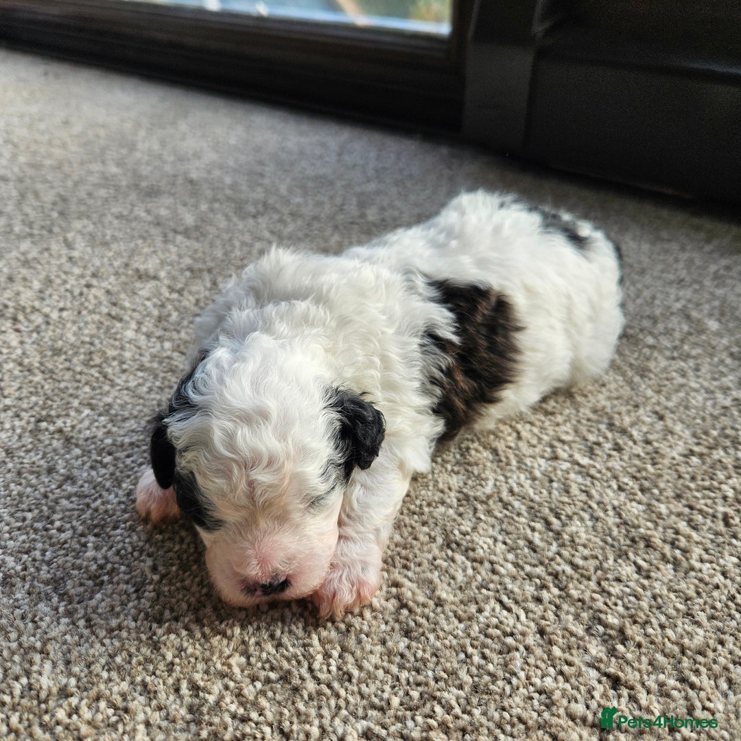 Shihpoo dogs for sale: Shihpoo puppies in Devon ... we've arrived!  - Image 22