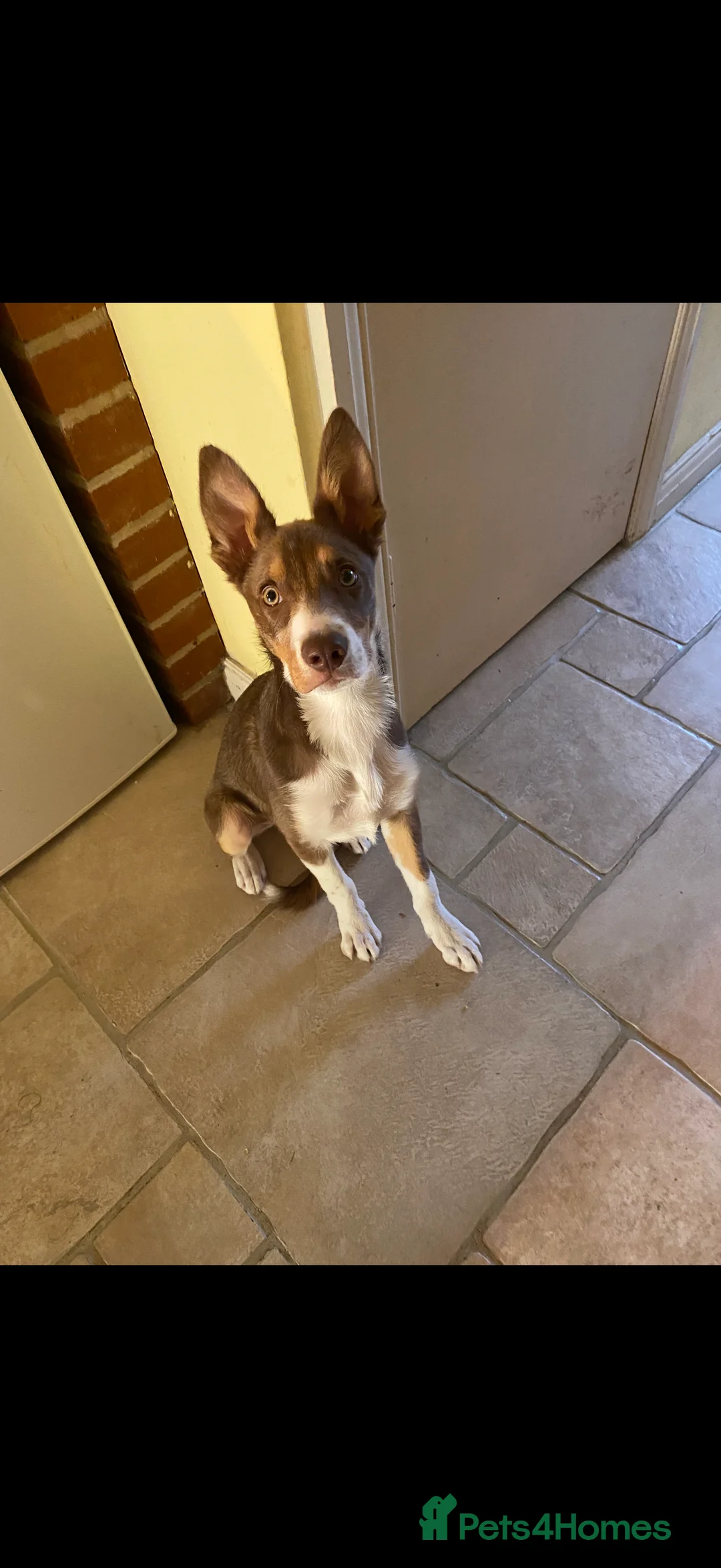 Border Collie dogs for sale: Border Collie  in Derby - Advert 2