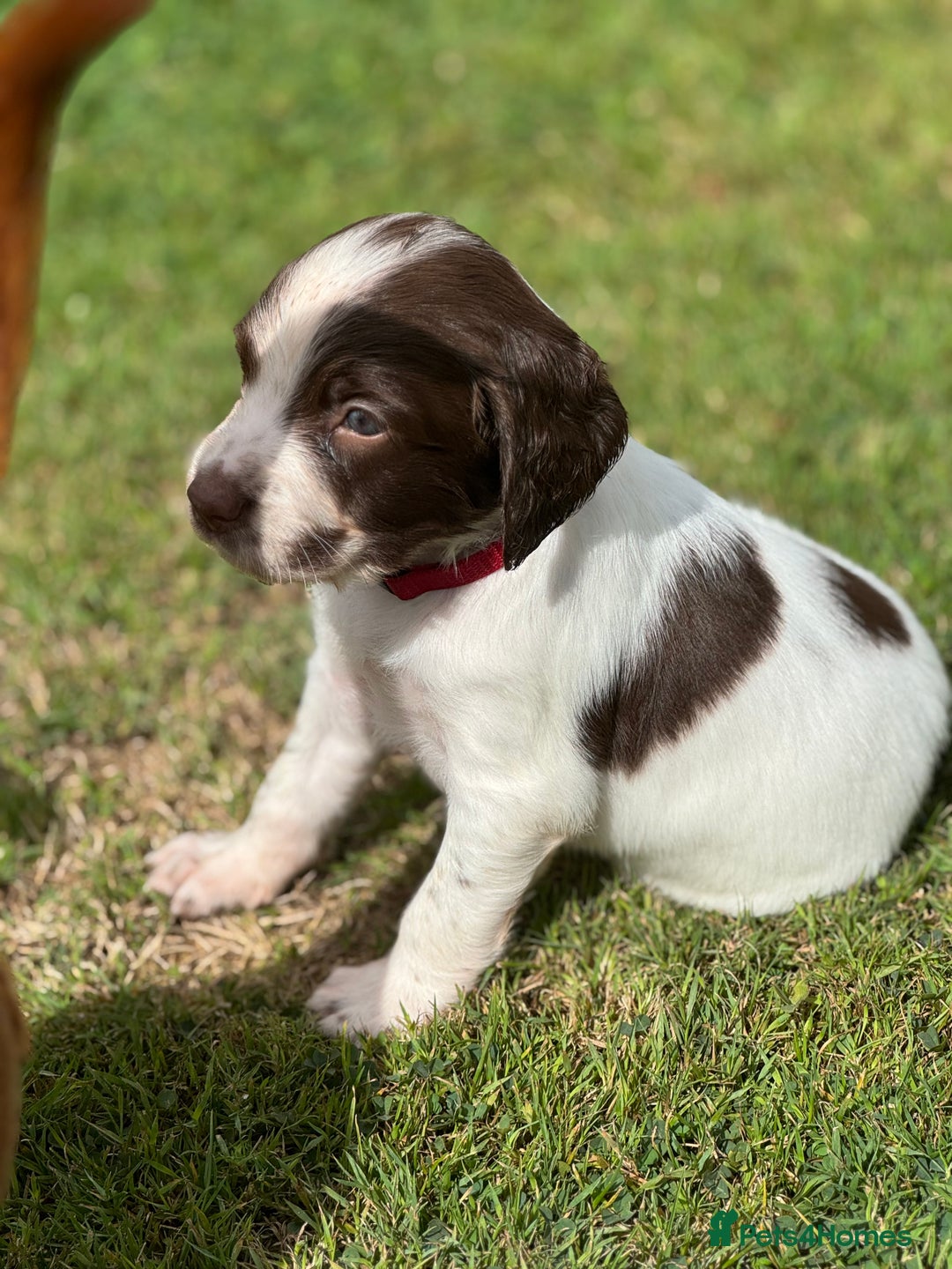 English Springer Spaniel dogs for sale: KC Registered Working Springer Spaniels  - Image 11