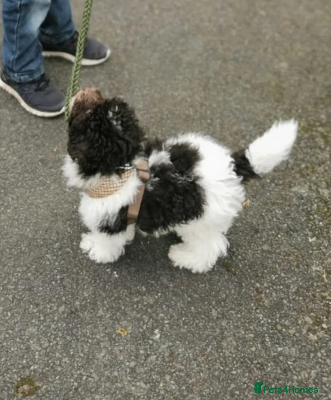 Miniature Poodle dogs for stud: Chocolate Parti Poodle. Toy/Small Miniature stud in Pershore - Advert 4