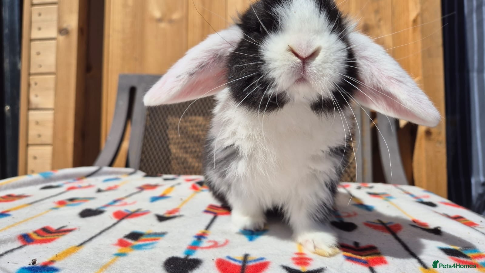 Mini Lop rabbits Mini Lops Ready This Friday 01/04/26 ready today  - Advert 2