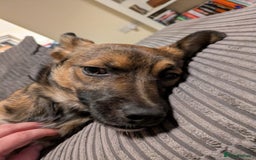 Mixed Breed dogs for adoption: Polo  - Image 8