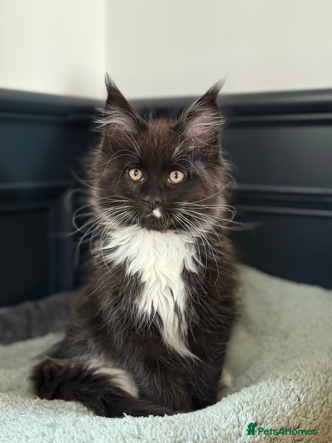 Maine Coon cats for sale: 🐾 last Maine Coon Boy Still Available 🐾 - Advert 11