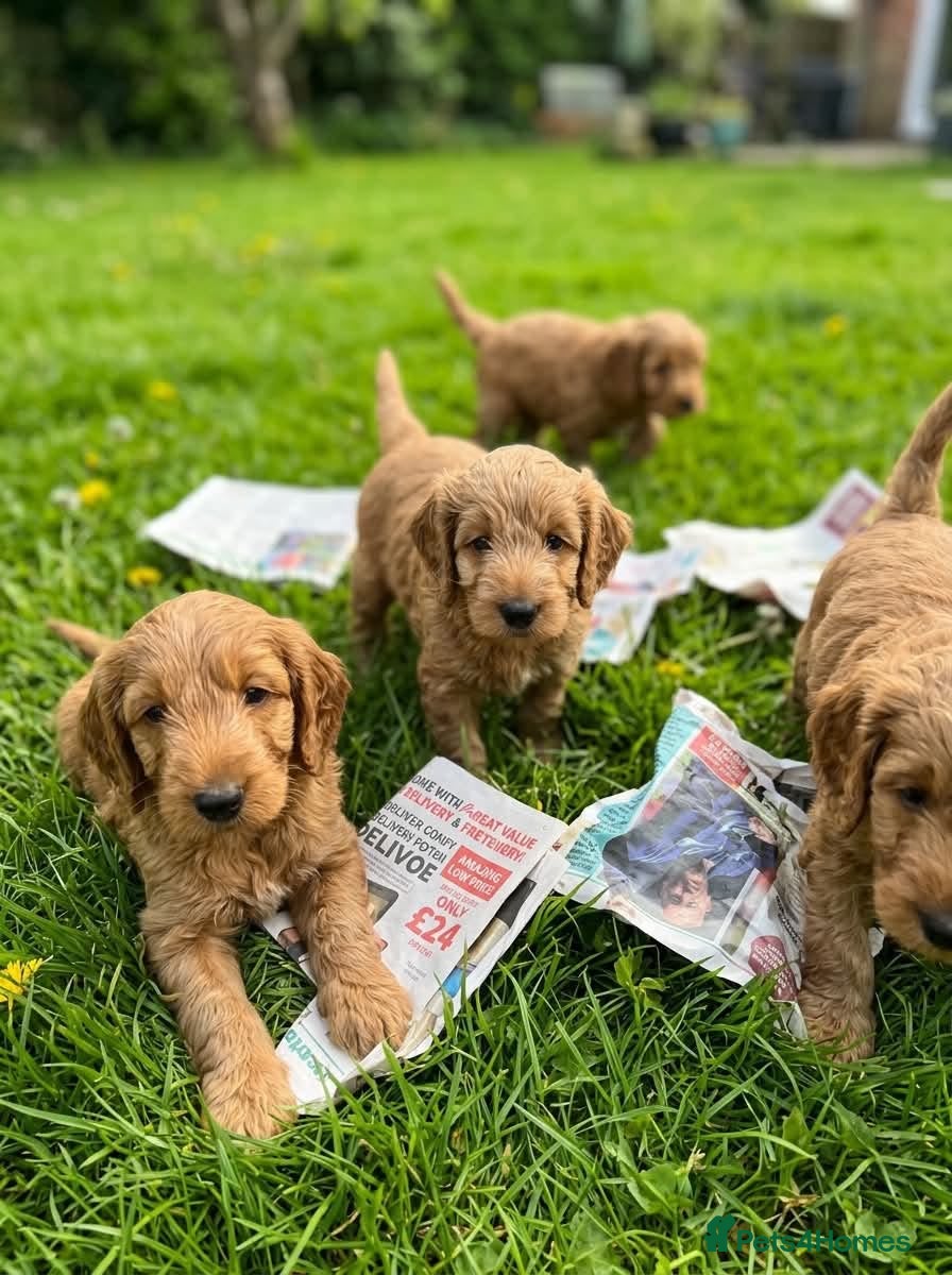 Cockapoo dogs Beautiful Cockapoo puppies - Advert 1