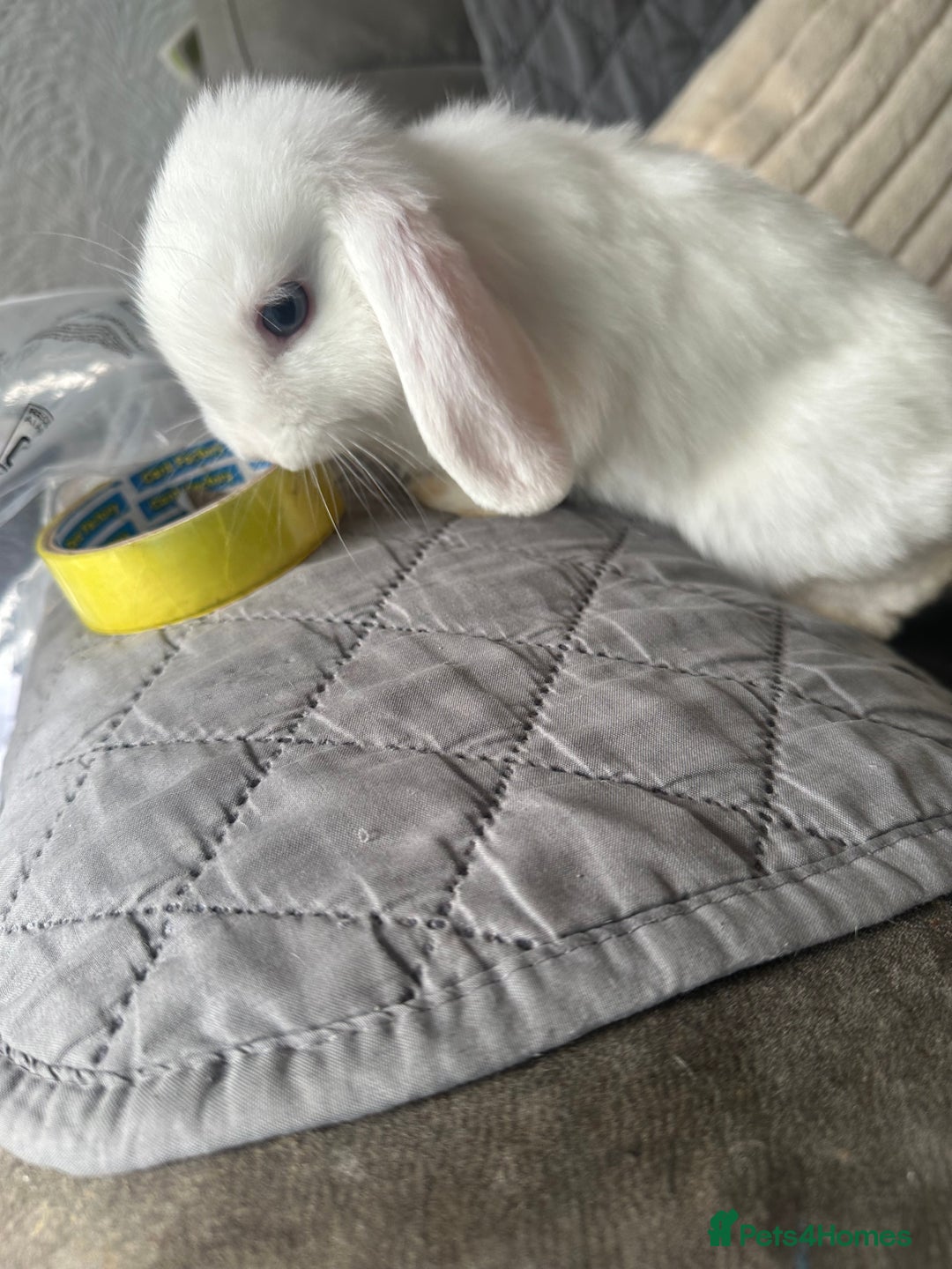 Mini Lop rabbits for sale: BEW Mini Lop Bucks for sale.  - Image 4