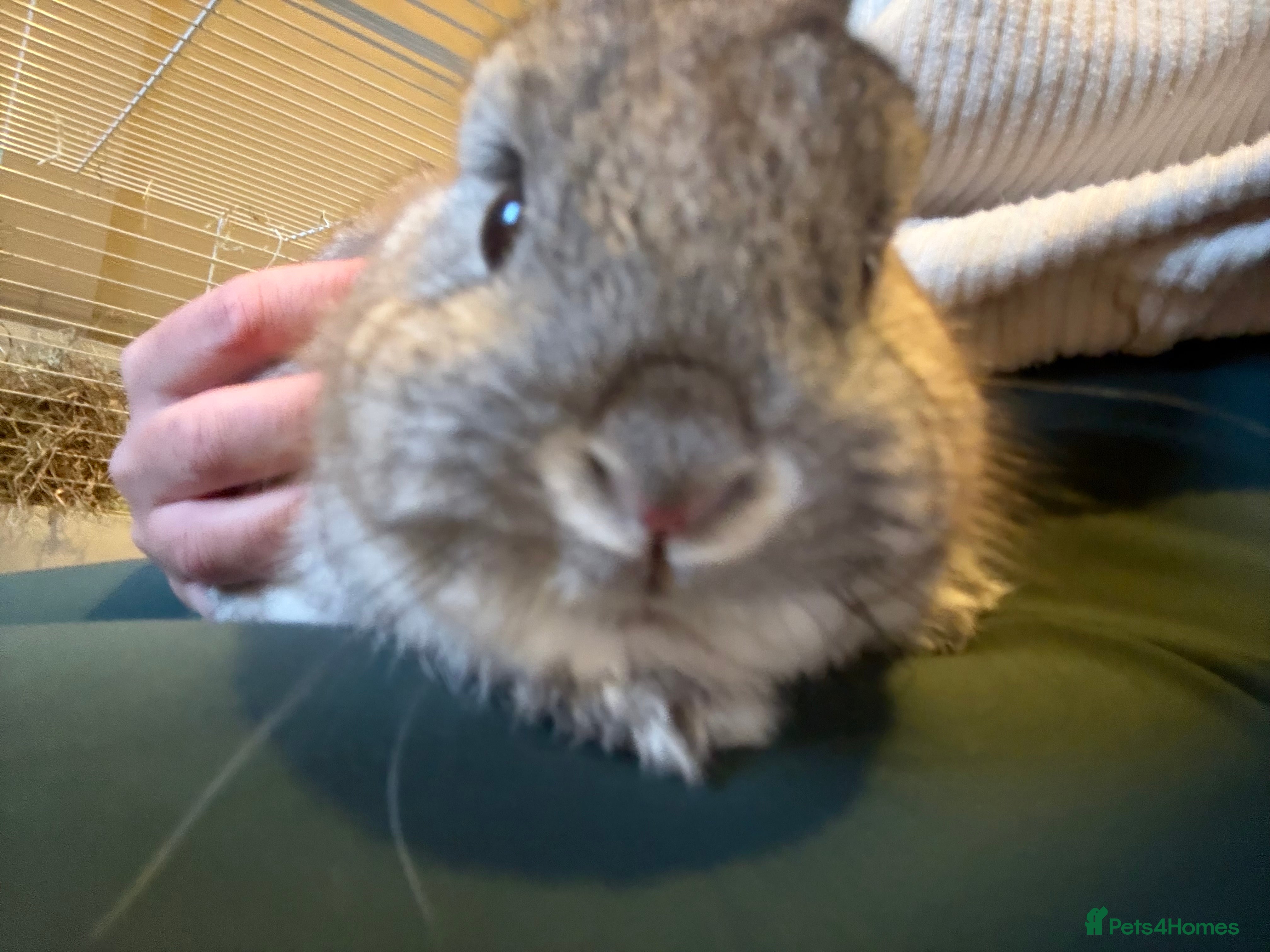 Netherland Dwarf rabbits Netherland dwarf male rabbit  - Advert 4