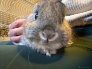 Netherland Dwarf rabbits Netherland dwarf male rabbit - Advert 2