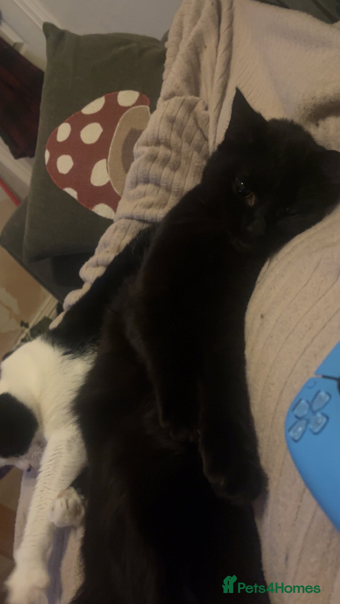 Mixed Breed cats for sale: 2 bonded cats - Advert 5