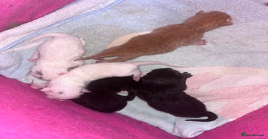 Mixed Breed cats - Advert 5