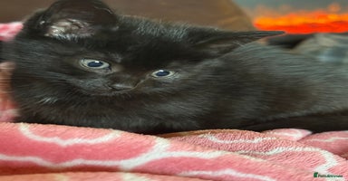 Mixed Breed cats Kittens  - Advert 5