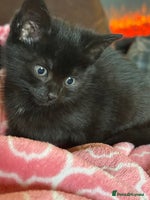 Mixed Breed cats Kittens - Advert 5